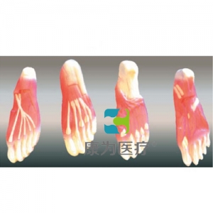 “康為醫(yī)療” 足底肌肉解剖模型