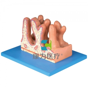 “康為醫(yī)療”空腸內(nèi)面放大模型