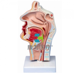 “康為醫(yī)療”鼻腔、口腔、喉、咽正中矢狀切面模型