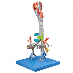 “康為醫(yī)療”喉與氣管、支氣管樹模型