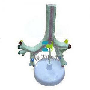 “康為醫(yī)療”氣管、支氣管及肺段支氣管模型