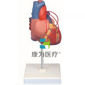 “康為醫(yī)療”心臟搭橋模型