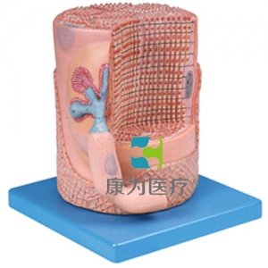 “康為醫(yī)療”骨骼肌纖維與運(yùn)動終板放大模型
