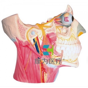 “康為醫(yī)療”腦神經(jīng)在頭頸部分布模型、十二對腦神經(jīng)