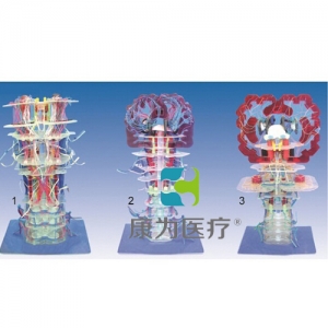 “康為醫(yī)療”腦干內(nèi)部結構及傳導模型