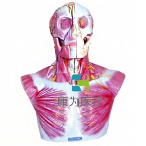 “康為醫(yī)療”頭部、頸部層次解剖模型