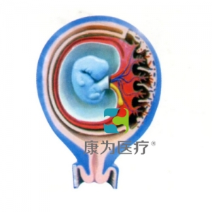 “康為醫(yī)療”胎兒胎膜與子宮關系模型