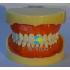 “康為醫(yī)療”標(biāo)準牙頜模型B