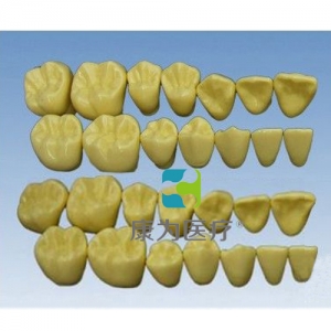 “康為醫(yī)療”單色無根恒牙模型(放大2倍)