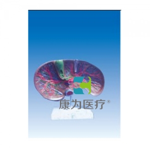 “康為醫(yī)療”肝膽解剖、甘血管、膽管的肝分布