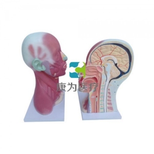 “康為醫(yī)療”頭、頸肌肉局部解剖模型