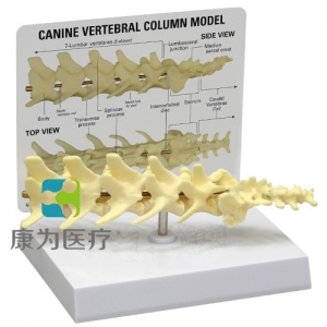 “康為醫(yī)療”醫(yī)患關(guān)系溝通模型-正常椎柱模型 （醫(yī)學(xué)指導(dǎo)模型）