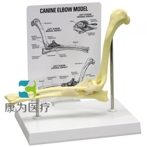 “康為醫(yī)療”醫(yī)患關系溝通模型-正常肘關節(jié)模型 （醫(yī)學指導模型）