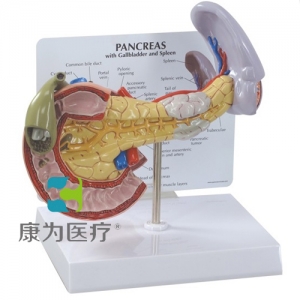 “康為醫(yī)療”醫(yī)患關系溝通模型-病理胰腺模型 （醫(yī)學指導模型）