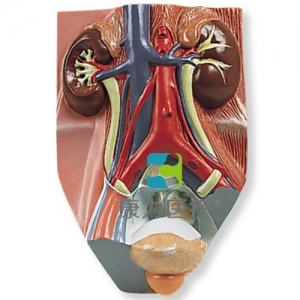 男性泌尿系統(tǒng)模型，實(shí)物的0.75倍