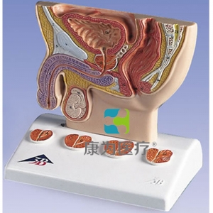 前列腺模型，實物1/2