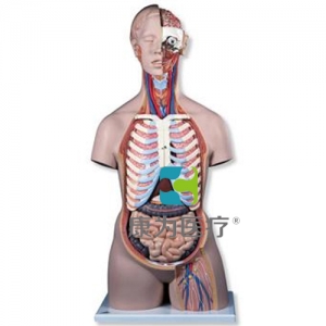 經(jīng)典無(wú)性軀干模型，后背開(kāi)放，21部分