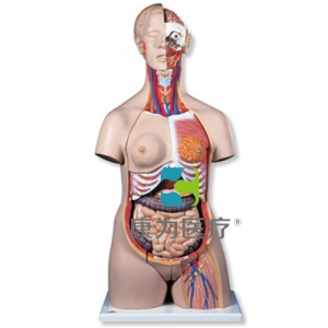 豪華型兩性軀干模型，24部分