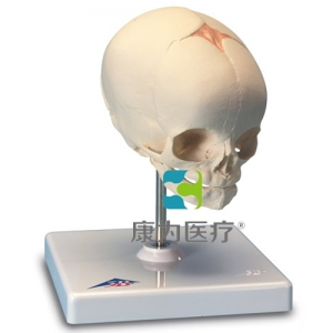 胎兒顱模型，置于基架