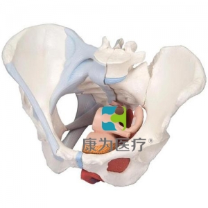 女性骨盆模型（配置韌帶組件，穿通盆底肌群及器官的正中矢狀切面），4分體