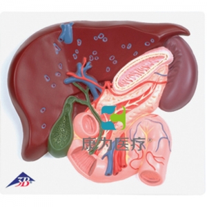 肝臟帶膽囊、胰和十二指腸模型