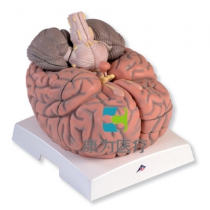巨型腦模型，實(shí)物的2.5倍，14部分