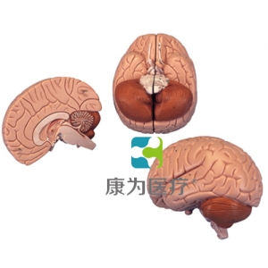 介紹性腦模型，2部分