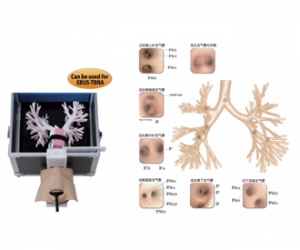 進口超聲波支氣管鏡模型，超聲波支氣管鏡訓(xùn)練模型