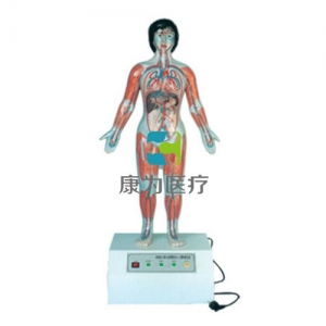 “康為醫(yī)療”微電腦人體心動周期與大、小循環(huán)演示模型