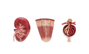 腎切面、腎單位、腎小球模型